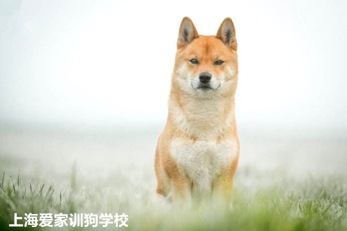 狗狗行为纠正.jpg