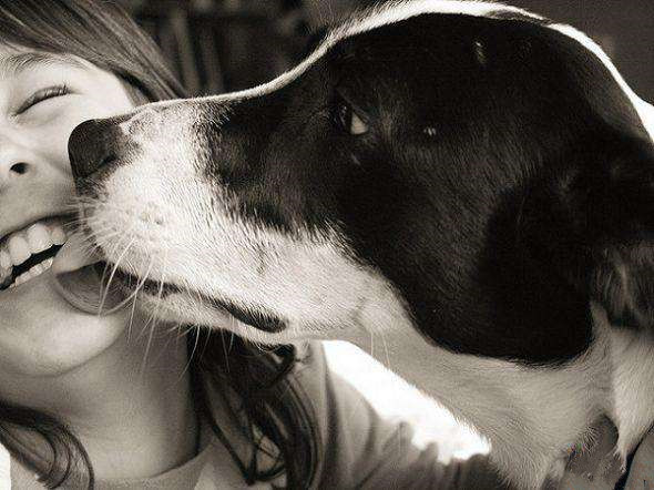 狗狗乱舔乱扑人.jpg 狗狗乱舔乱扑人.jpg