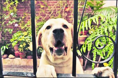 狗狗乱叫.jpg 狗狗乱叫.jpg