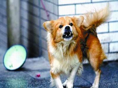 狗狗不让进.jpg 狗狗不让进.jpg