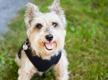 狗狗培训.jpg 狗狗培训.jpg