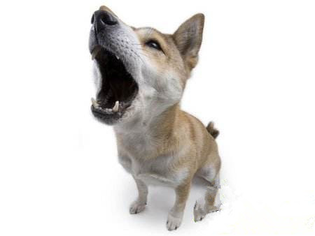 狗狗不乱叫,训狗不要叫.jpg 狗狗不乱叫,训狗不要叫.jpg