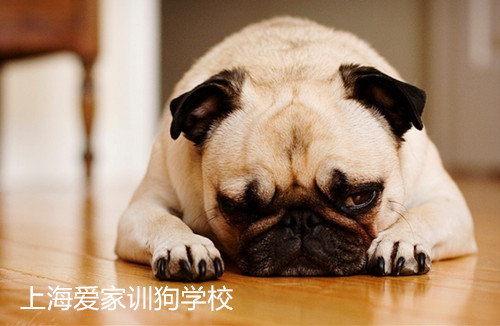 胆小的巴哥,训狗,巴哥胆小.jpg 胆小的巴哥,训狗,巴哥胆小.jpg