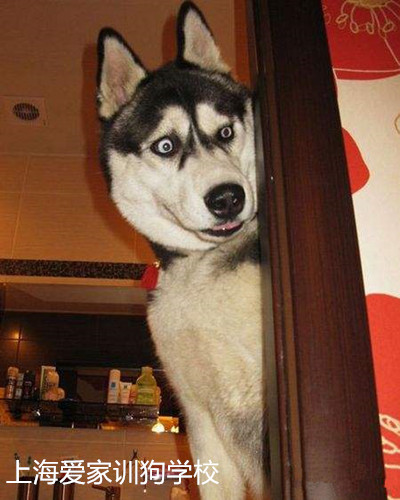 胆小的狗狗,胆小哈士奇,哈士奇担小.jpg 胆小的狗狗,胆小哈士奇,哈士奇担小.jpg