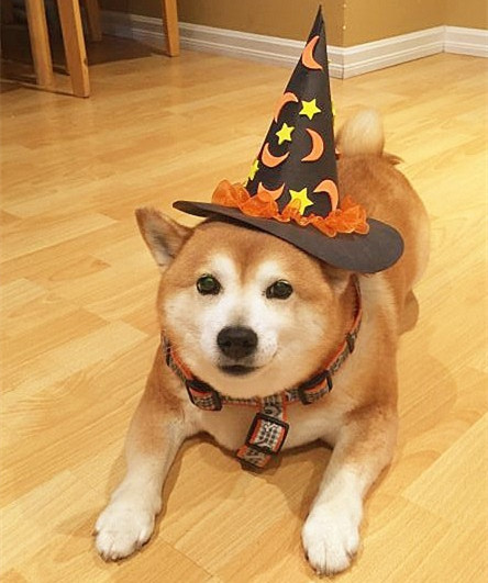 狗狗培训,狗狗学校.jpg 狗狗培训,狗狗学校.jpg