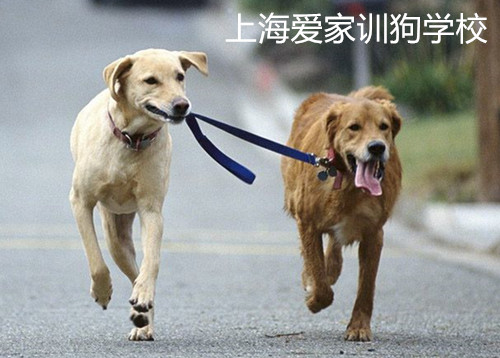宠物学校,上海宠物学校,上海爱家宠物学校.jpg 宠物学校,上海宠物学校,上海爱家宠物学校.jpg
