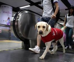 导盲犬培训.jpg 导盲犬培训.jpg