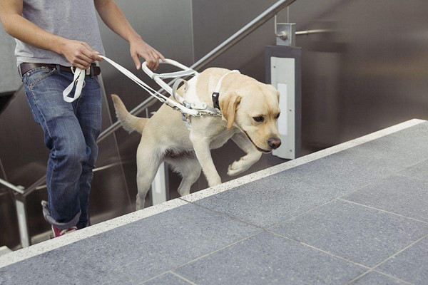 导盲犬实战训练.jpg 导盲犬实战训练.jpg