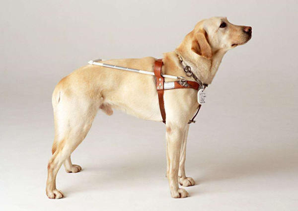 导盲犬训练装备.jpg 导盲犬训练装备.jpg