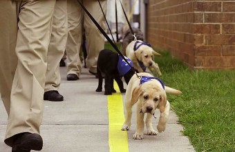 导盲犬选拔.jpg 导盲犬选拔.jpg
