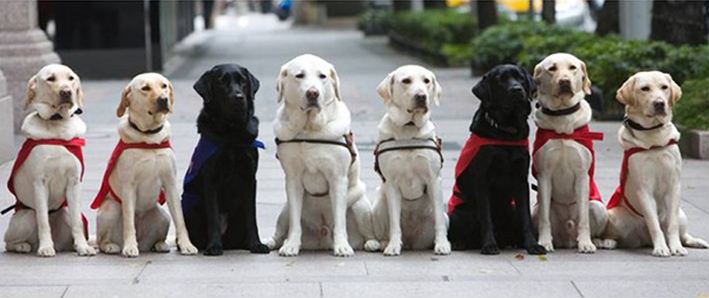 爱家训狗学校.jpg 爱家训狗学校.jpg