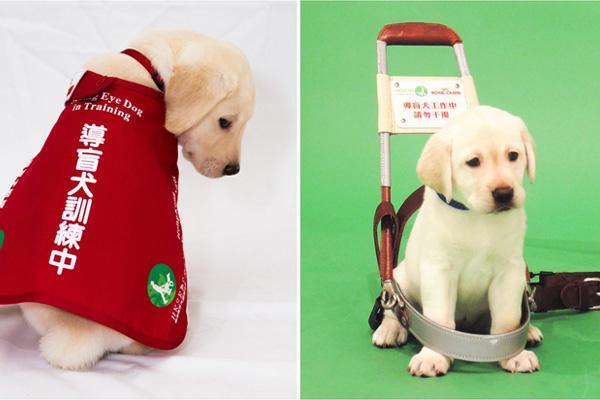 狗狗训练.jpg 狗狗训练.jpg