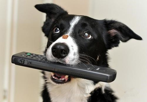 狗狗训练边境犬.jpg 狗狗训练边境犬.jpg