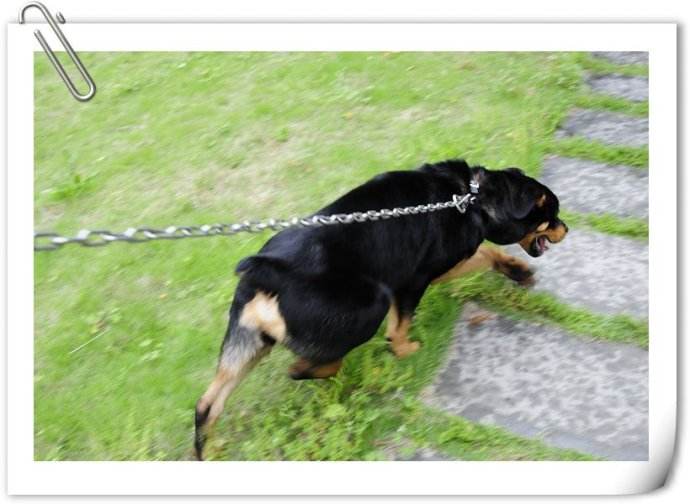 狗狗训练纠正.jpg 狗狗训练纠正.jpg