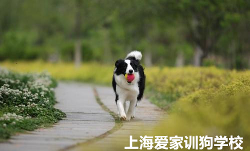 狗狗互动训练.jpg 狗狗互动训练.jpg