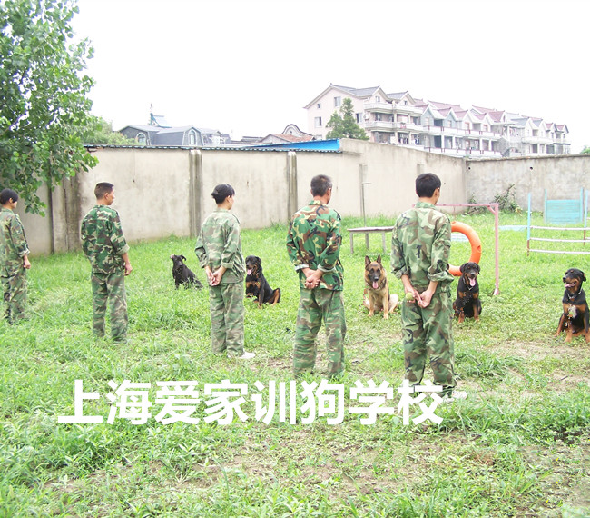 训狗学校.jpg 训狗学校.jpg