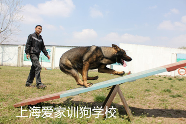 宠物学校,上海宠物学校,上海爱家宠物_副本.jpg 宠物学校,上海宠物学校,上海爱家宠物_副本.jpg