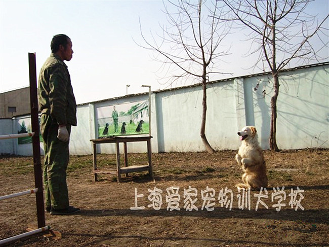 边境犬 边境犬训练 驯犬学校.jpg 边境犬 边境犬训练 驯犬学校.jpg