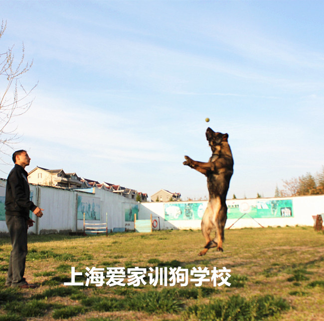 狗狗学校,训狗.jpg 狗狗学校,训狗.jpg