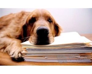 宠物保险.jpg 宠物保险.jpg