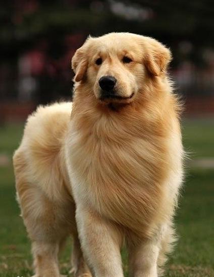 宠物训练学校.jpg 宠物训练学校.jpg