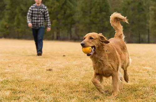 狗狗训练学校.jpg 狗狗训练学校.jpg