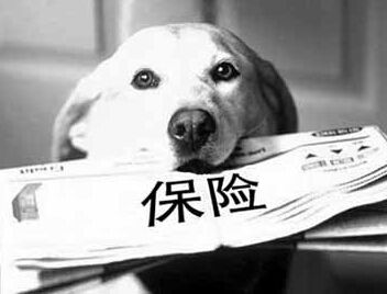 狗狗保险报销.jpg 狗狗保险报销.jpg