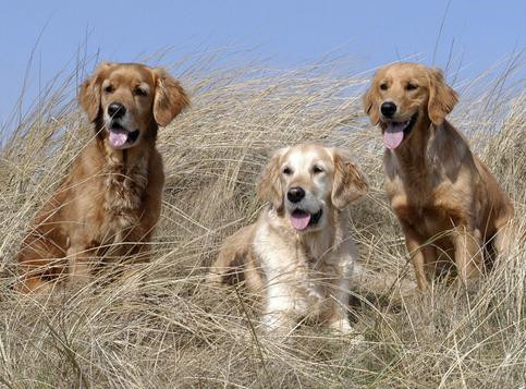 宠物学校,上海宠物学校,专业金毛犬训练.jpg 宠物学校,上海宠物学校,专业金毛犬训练.jpg