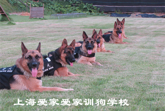德国牧羊犬培训 的.jpg 德国牧羊犬培训 的.jpg