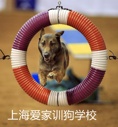 马犬训练,训练马犬,上海训犬学校.jpg 马犬训练,训练马犬,上海训犬学校.jpg