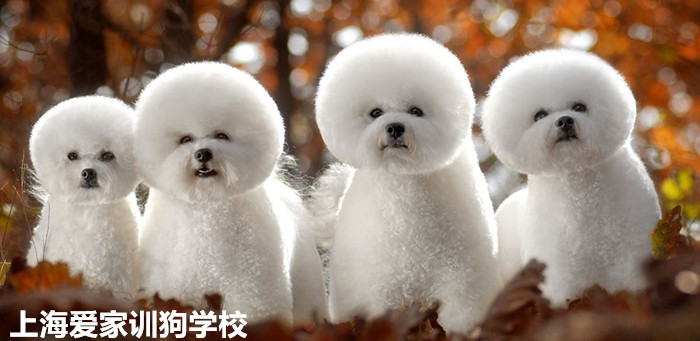 比熊犬.jpg 比熊犬.jpg