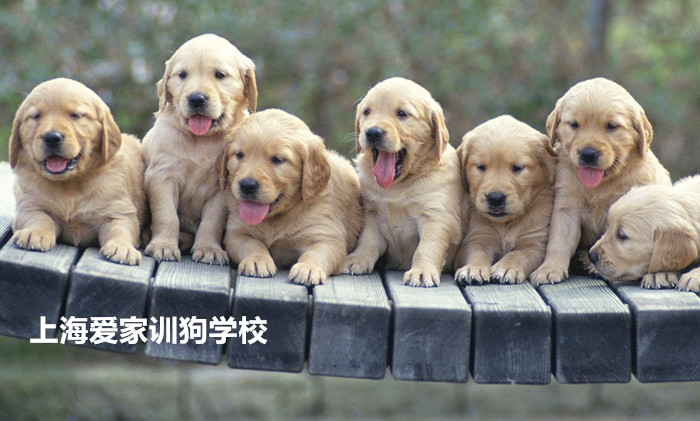 金毛犬训练.jpg 金毛犬训练.jpg