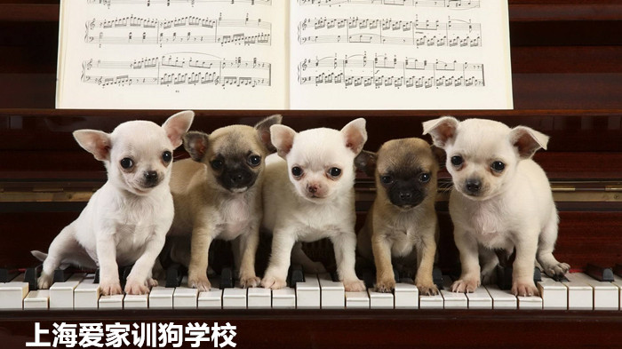 吉娃娃犬训练.jpg 吉娃娃犬训练.jpg