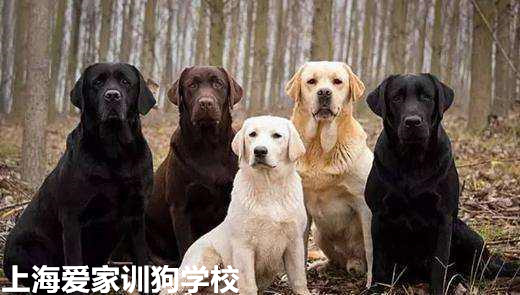拉不拉多犬训练.jpg 拉不拉多犬训练.jpg