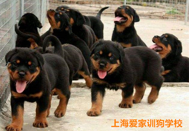 罗威纳犬训练.jpg 罗威纳犬训练.jpg