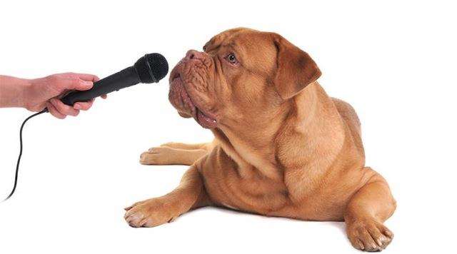 给狗狗发言.jpg 给狗狗发言.jpg