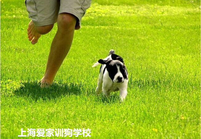 忠诚的狗.jpg 忠诚的狗.jpg