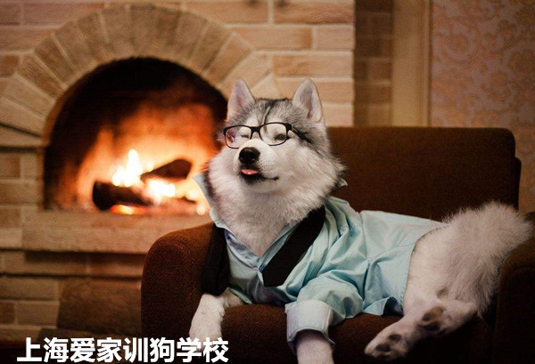 专业训练好的狗狗.jpg 专业训练好的狗狗.jpg