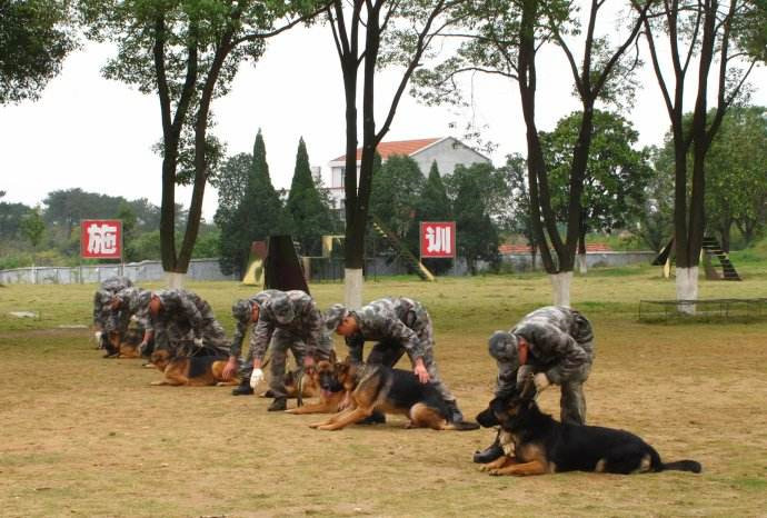 上海爱家宠物学校训狗师.jpg 上海爱家宠物学校训狗师.jpg