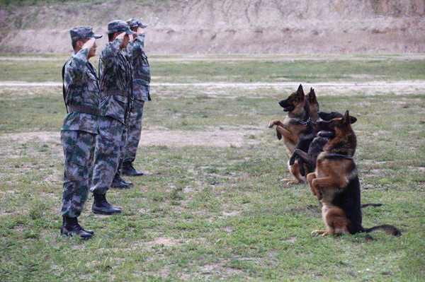 爱家训犬师.jpg 爱家训犬师.jpg