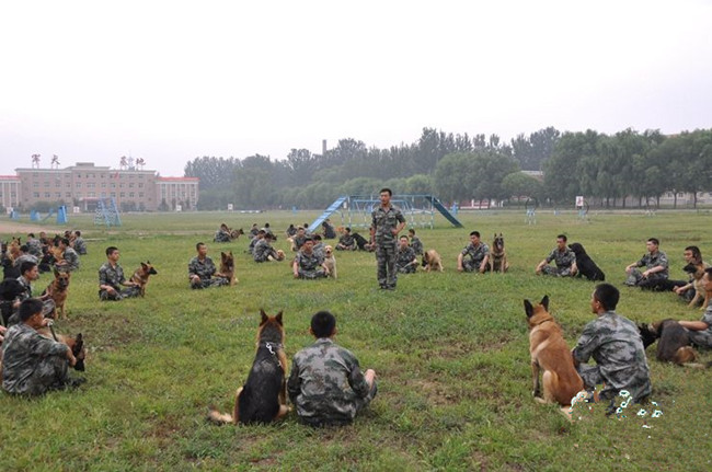 上海爱家宠物学校狗狗培训.jpg 上海爱家宠物学校狗狗培训.jpg