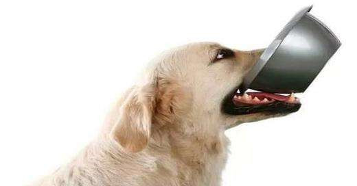 专业狗狗训练.jpg 专业狗狗训练.jpg