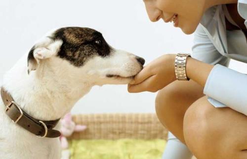 狗狗互动训练.jpg 狗狗互动训练.jpg