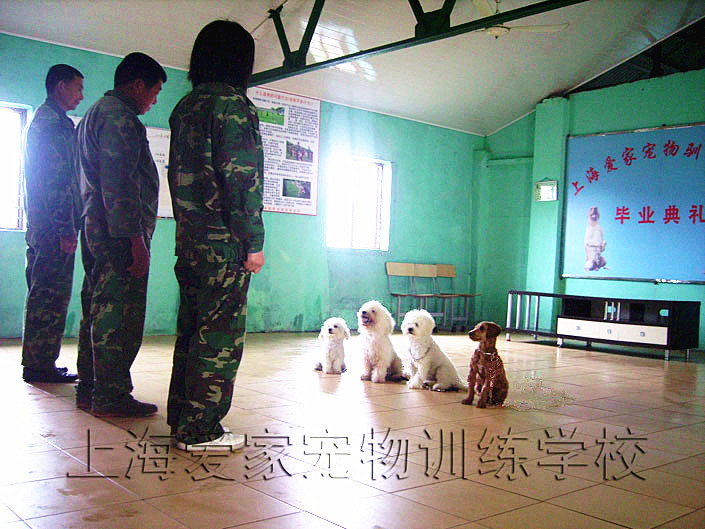 上海爱家训狗学校,狗狗培训.jpg 上海爱家训狗学校,狗狗培训.jpg