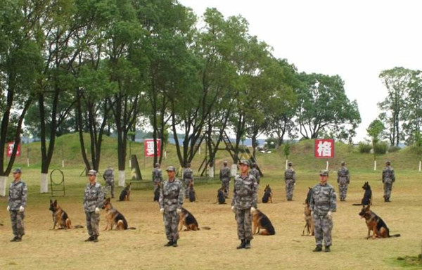 上海爱家训狗基地.jpg 上海爱家训狗基地.jpg