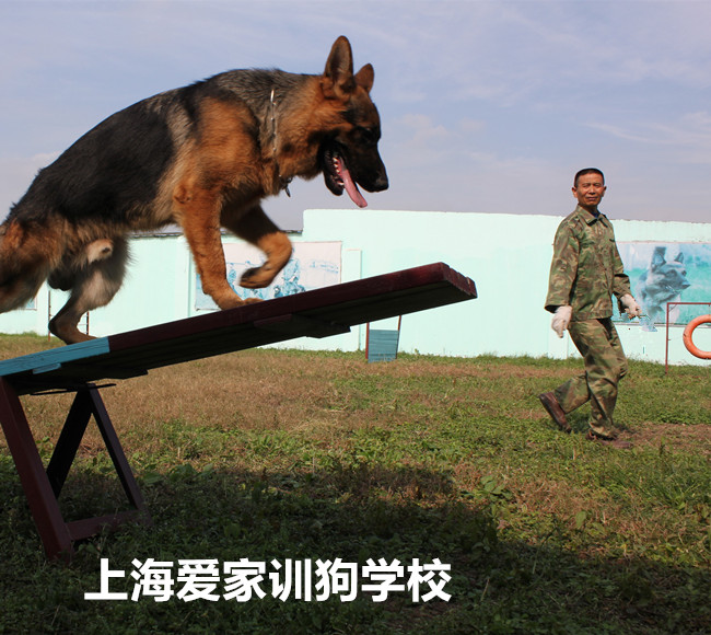 上海爱家训狗学校在行业领先优势_训狗学校丨上海爱家宠物学校