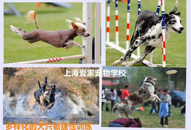 狗狗训练组合图_副本.jpg 狗狗训练组合图_副本.jpg