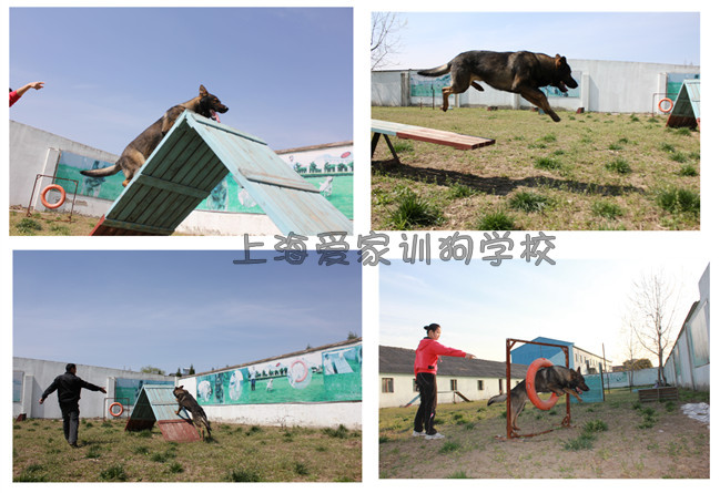 德牧DDR运动照2_副本.jpg 德牧DDR运动照2_副本.jpg