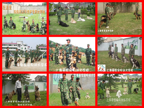 宠物学校狗狗培训.jpg 宠物学校狗狗培训.jpg