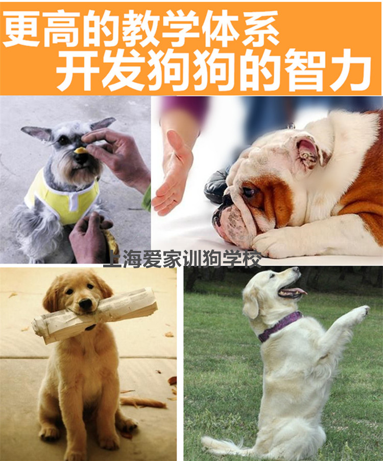爱家训狗学校,训犬.jpg 爱家训狗学校,训犬.jpg